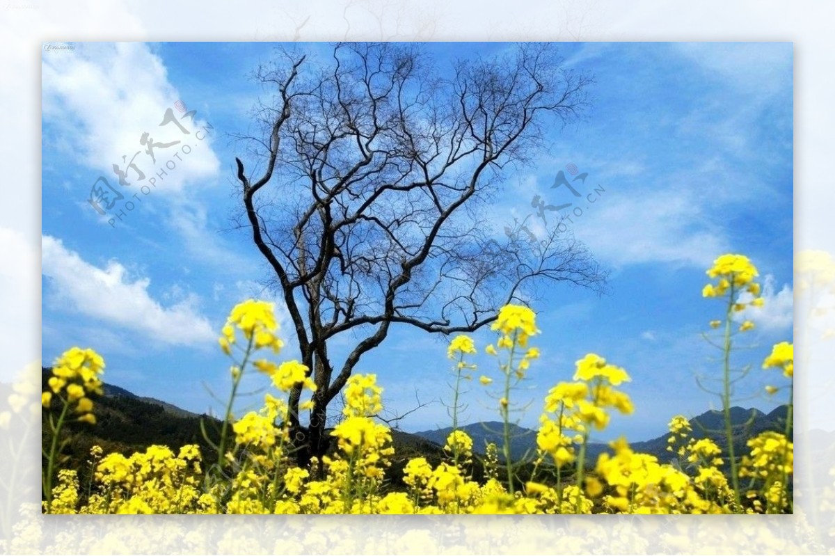 油菜花风景图片