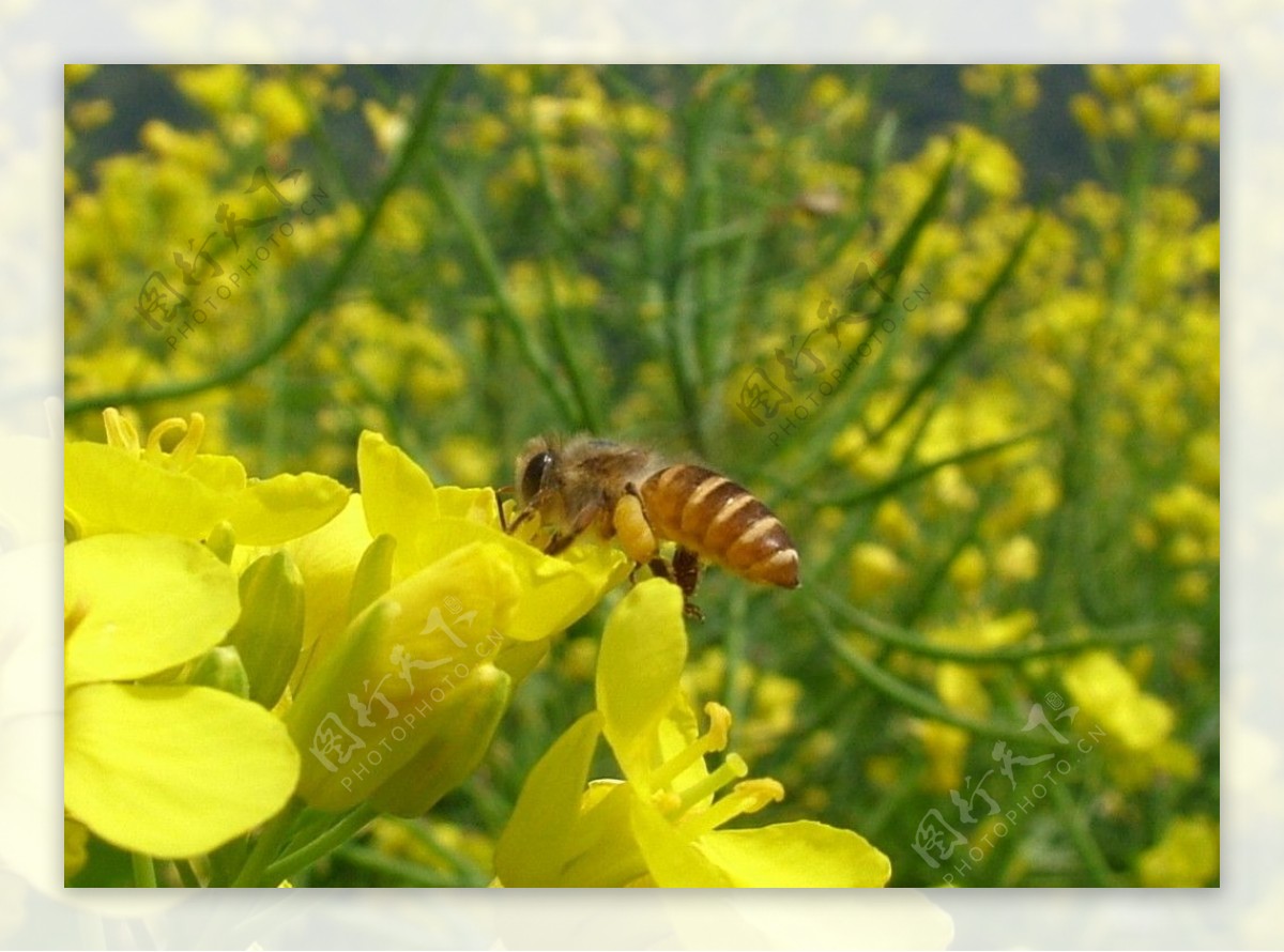 菜花蜜蜂图片