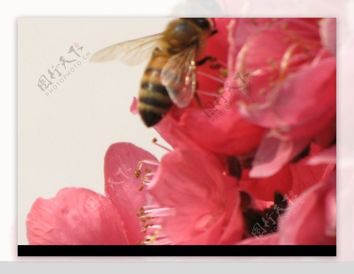 蜜蜂和红花图片