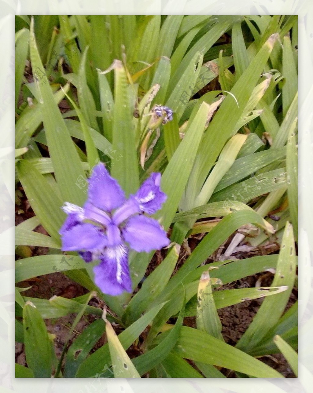 摄影紫色花图片