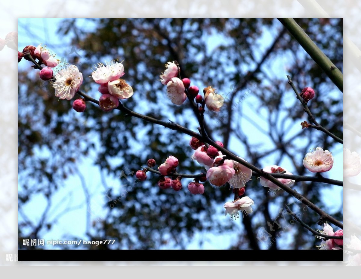 春暖花开图片