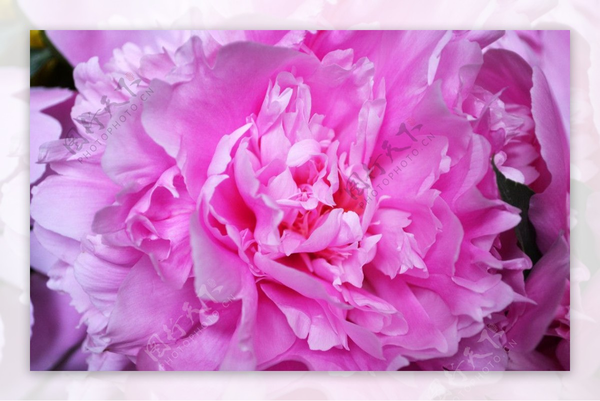粉色牡丹花图片