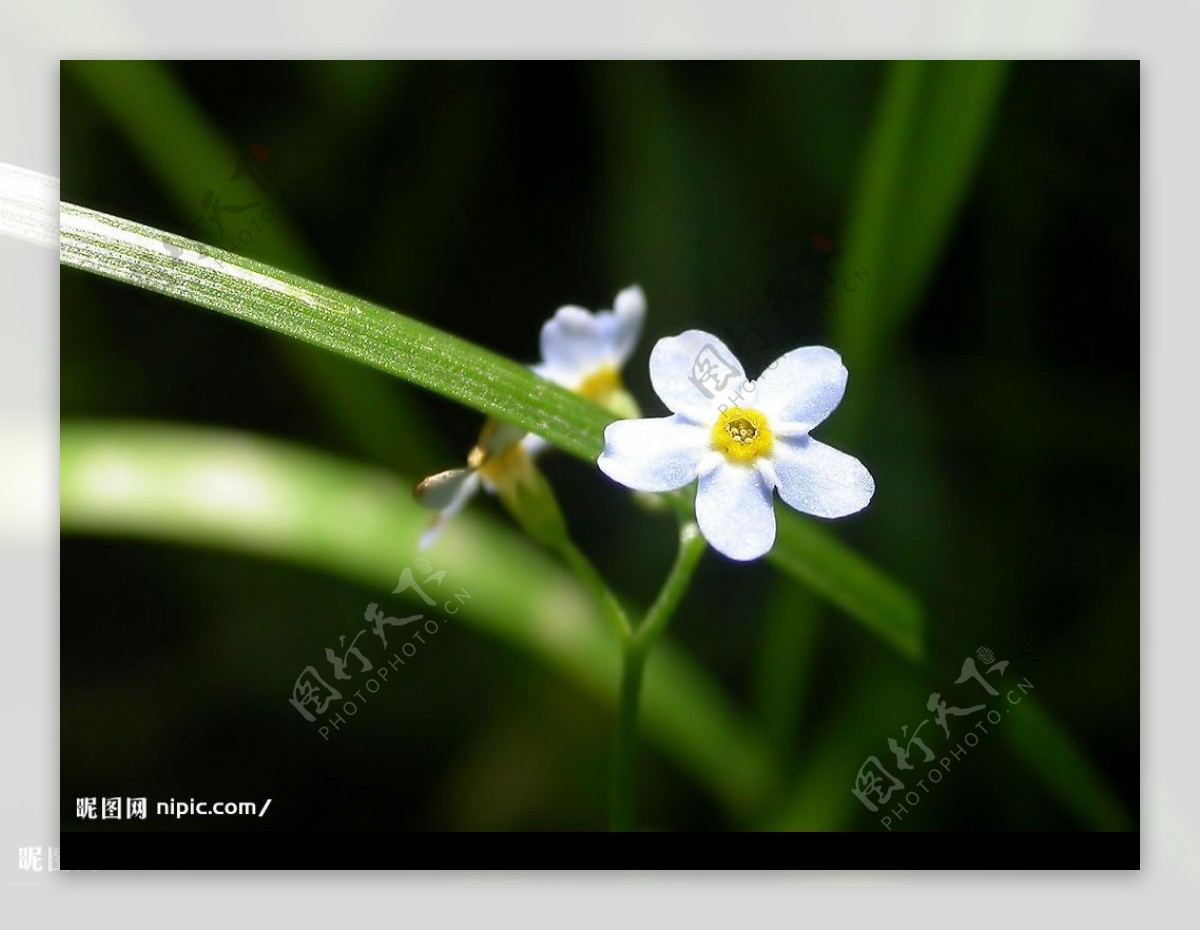 高清花卉摄影1600X1200图片