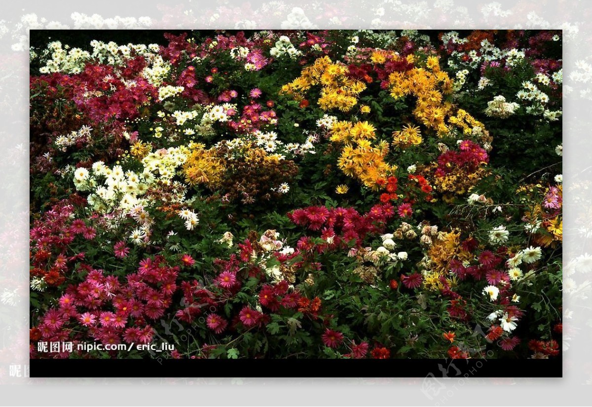 五颜六色的野菊花图片