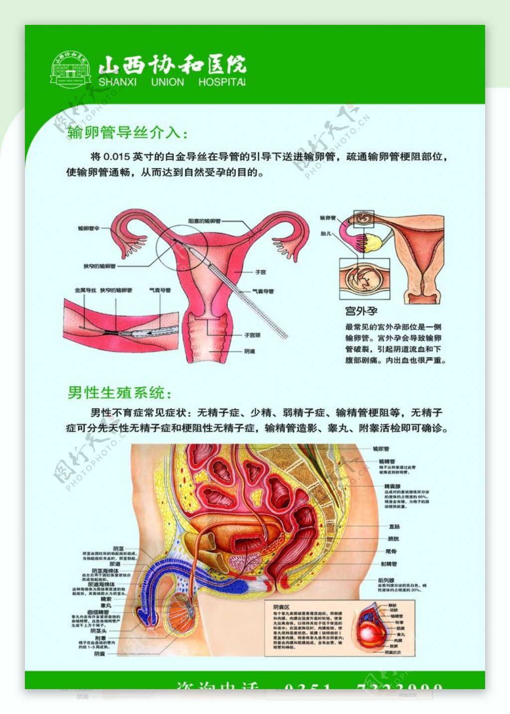 生殖解剖图图片