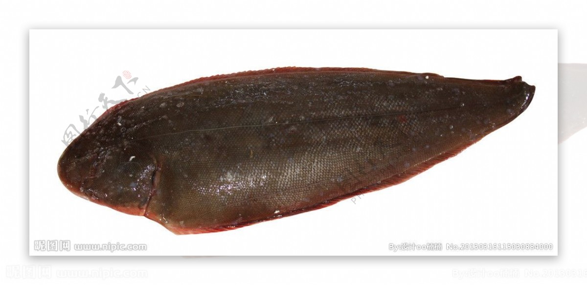 青岛海鲜舌头鱼图片