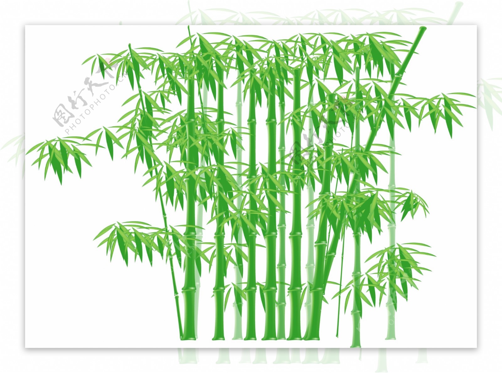 竹子分层图片