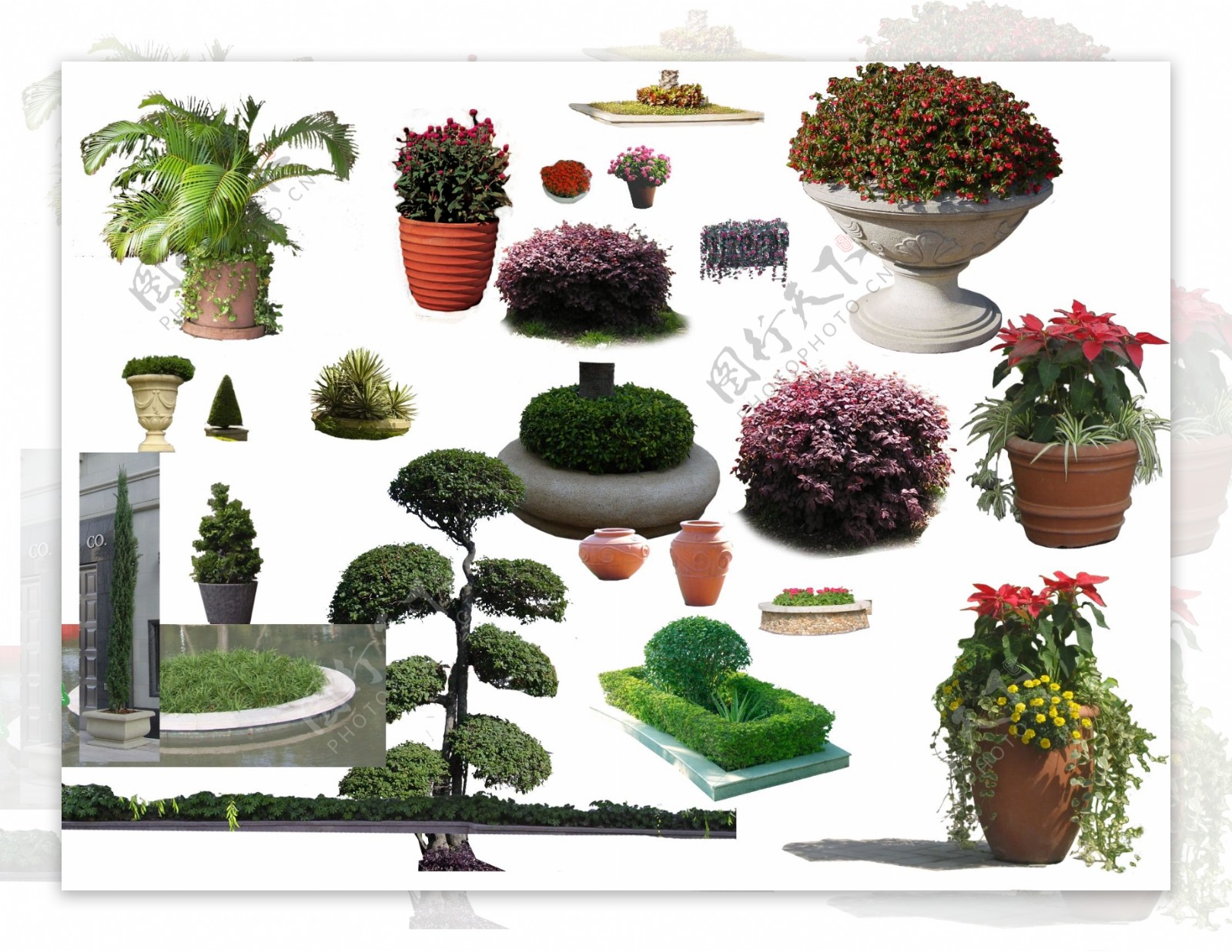 植物灌木素材图片