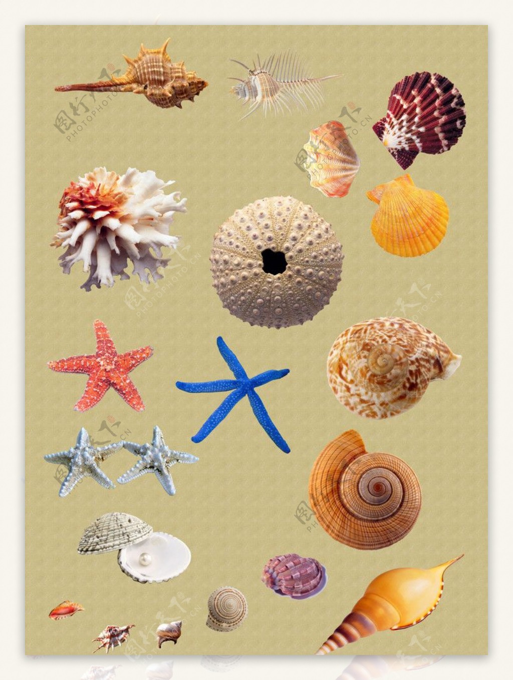 贝壳海星海螺图片