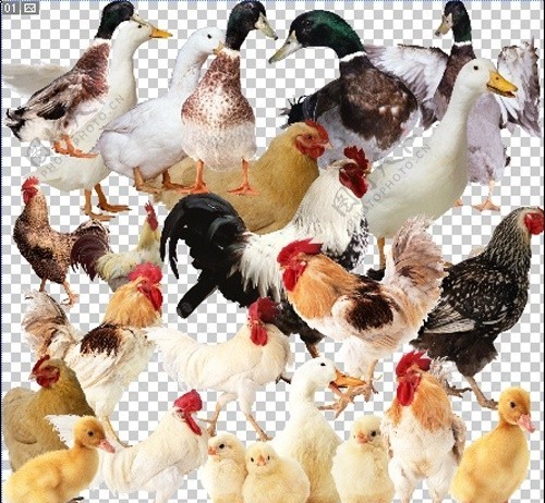 勾好的鸡鸭图片每只动物都不会重叠