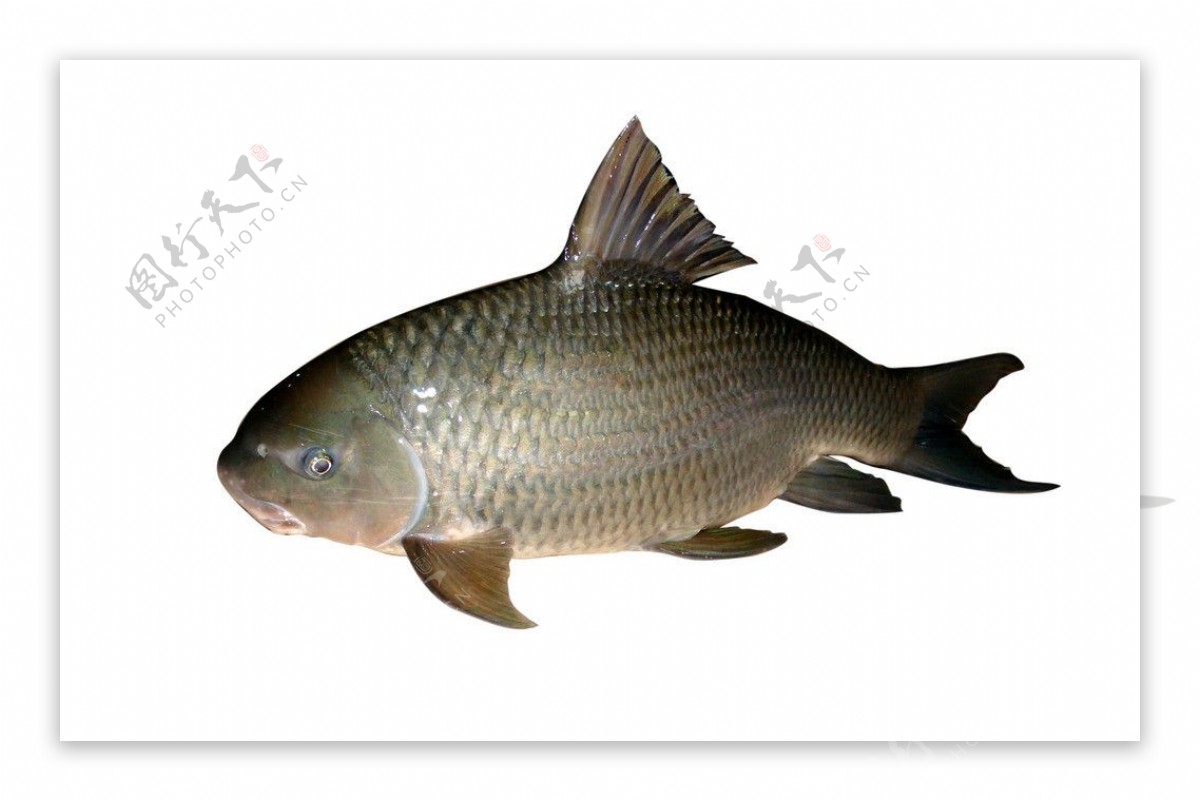 鱼鱼素材图片