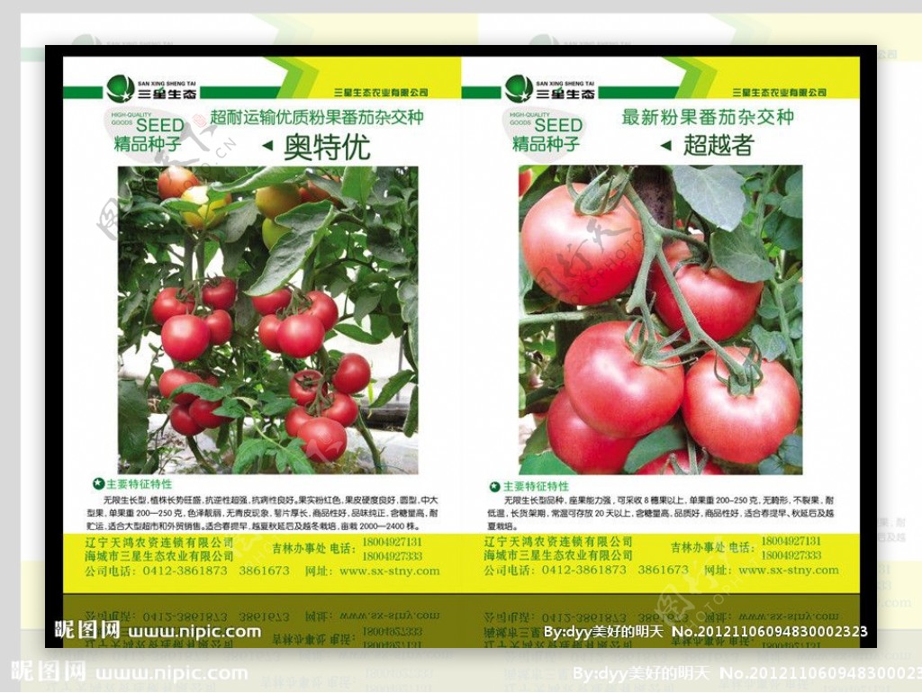 西红柿宣传单图片