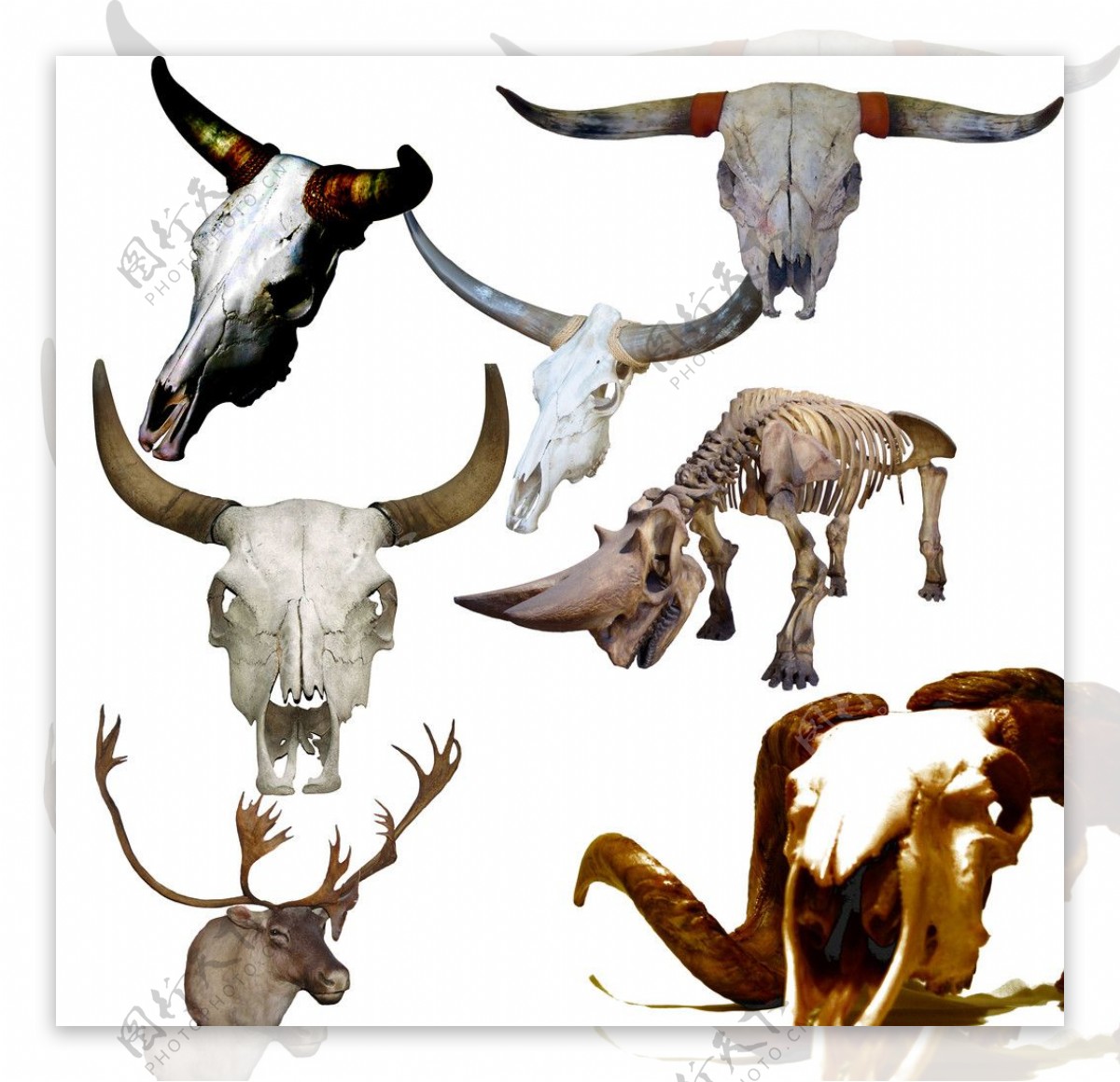 动物头骨装饰图片