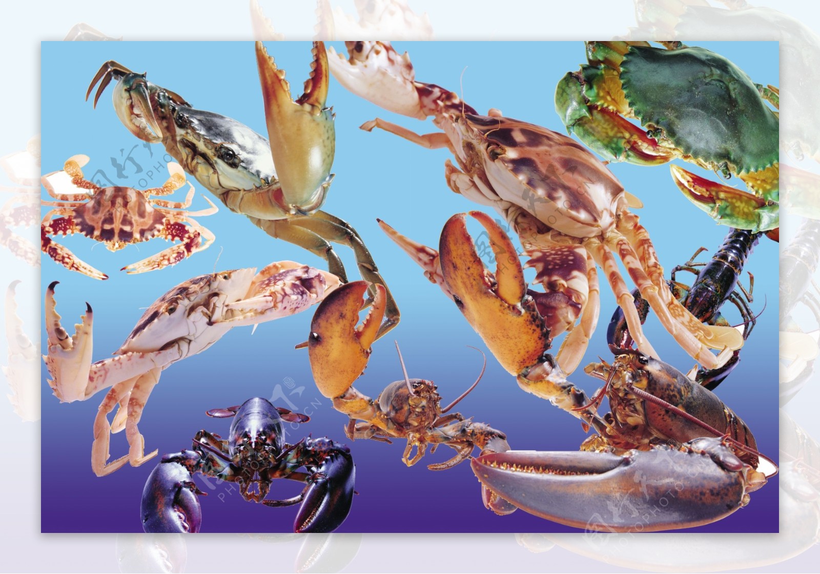 龙虾蟹子图片