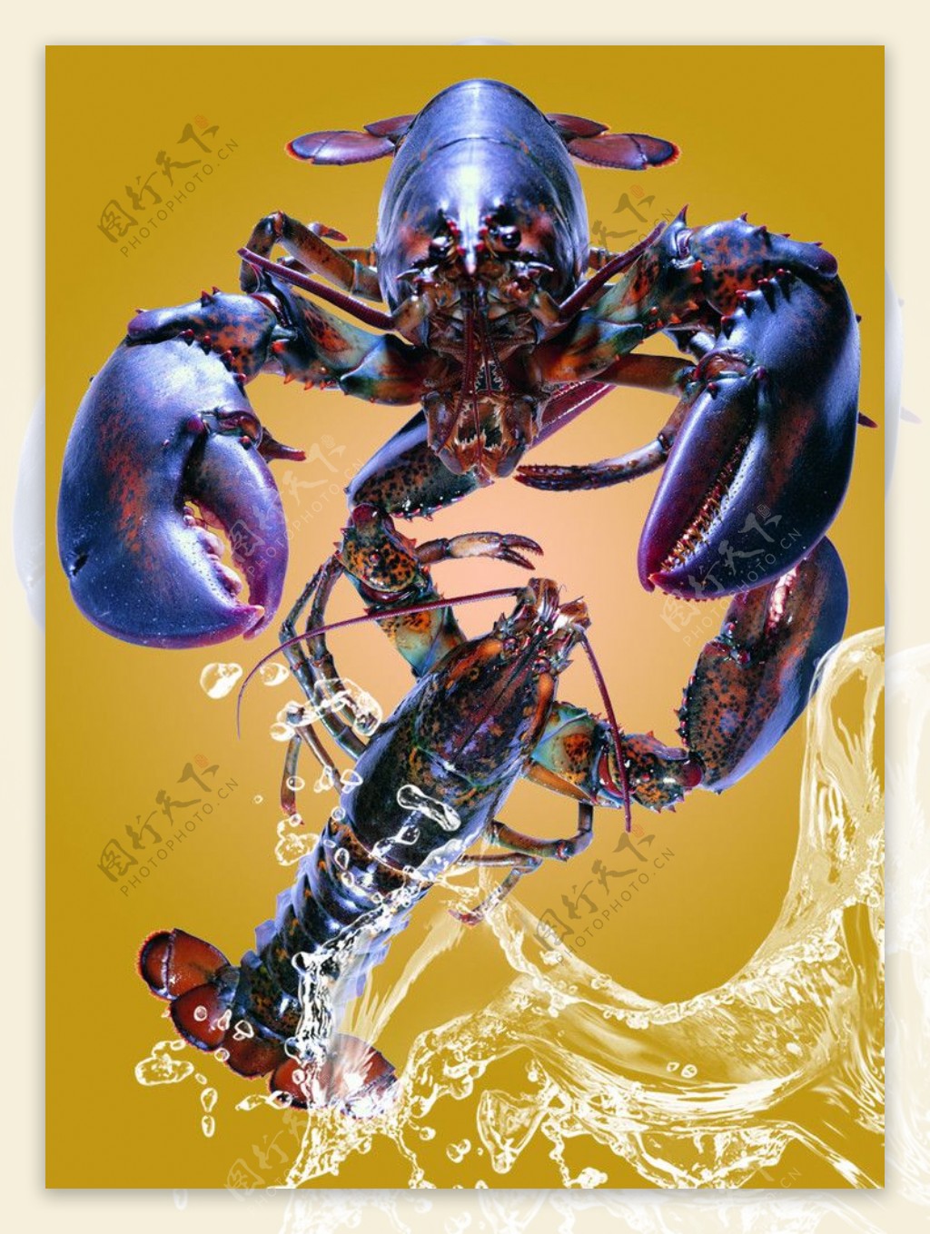 超高清海鲜龙虾图片