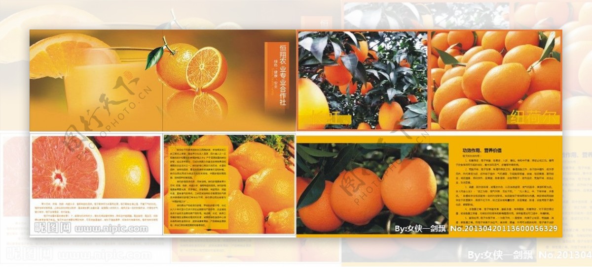 脐橙册子图片