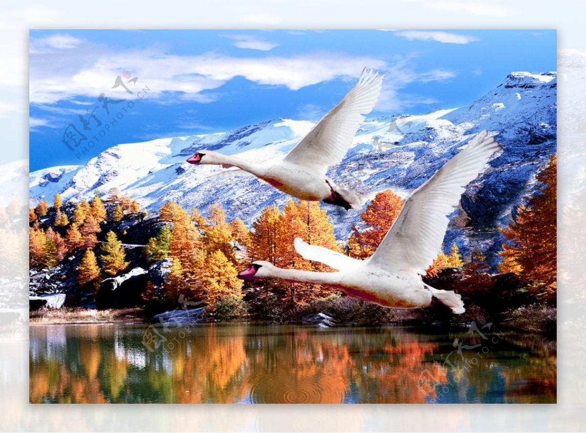 雪山飞雁双飞燕风景雪景图片