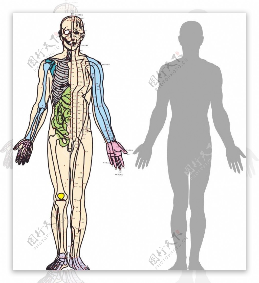 人体穴位图图片