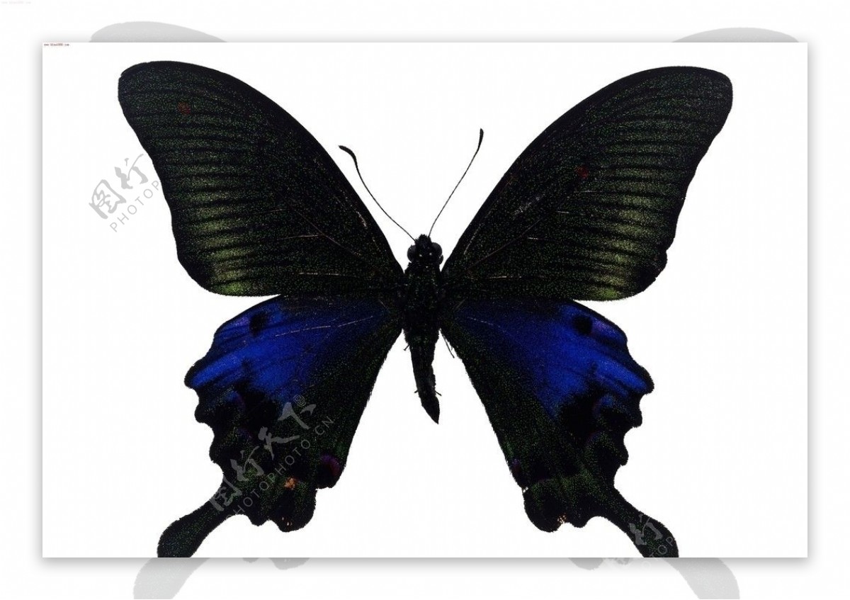 广告设计蝴蝶素材图片