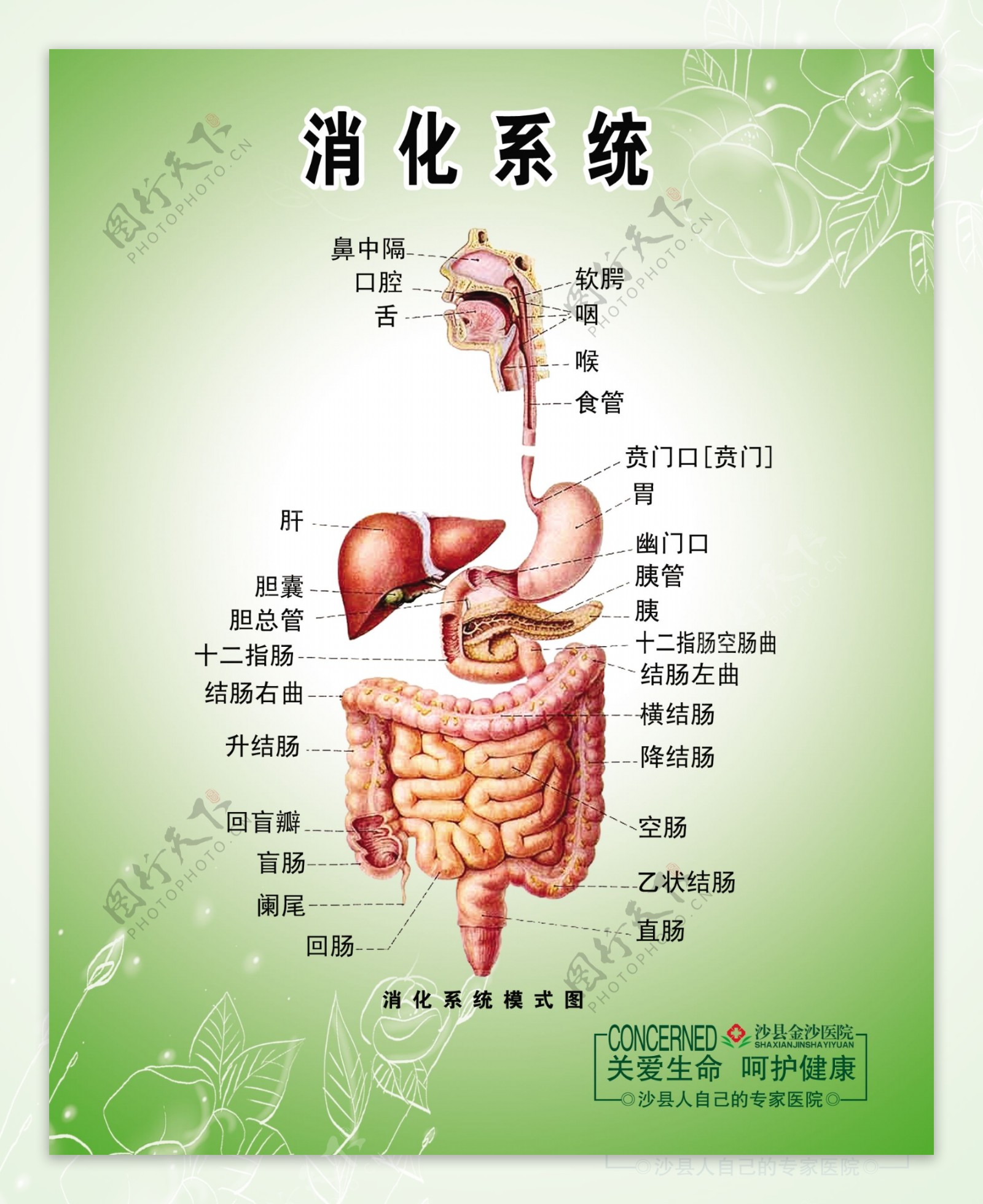 胃肠图消化系统图片