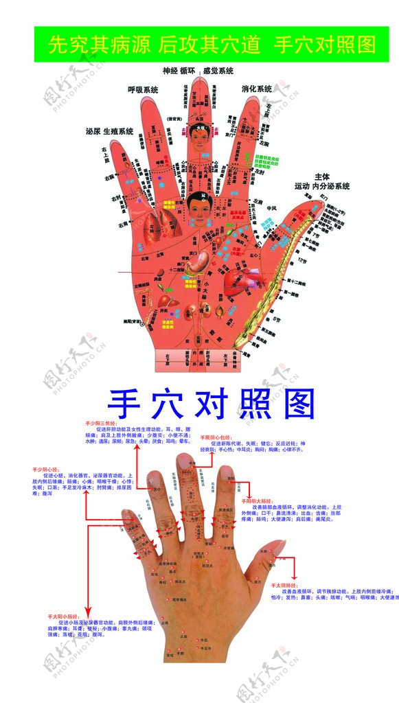 手穴对照图图片