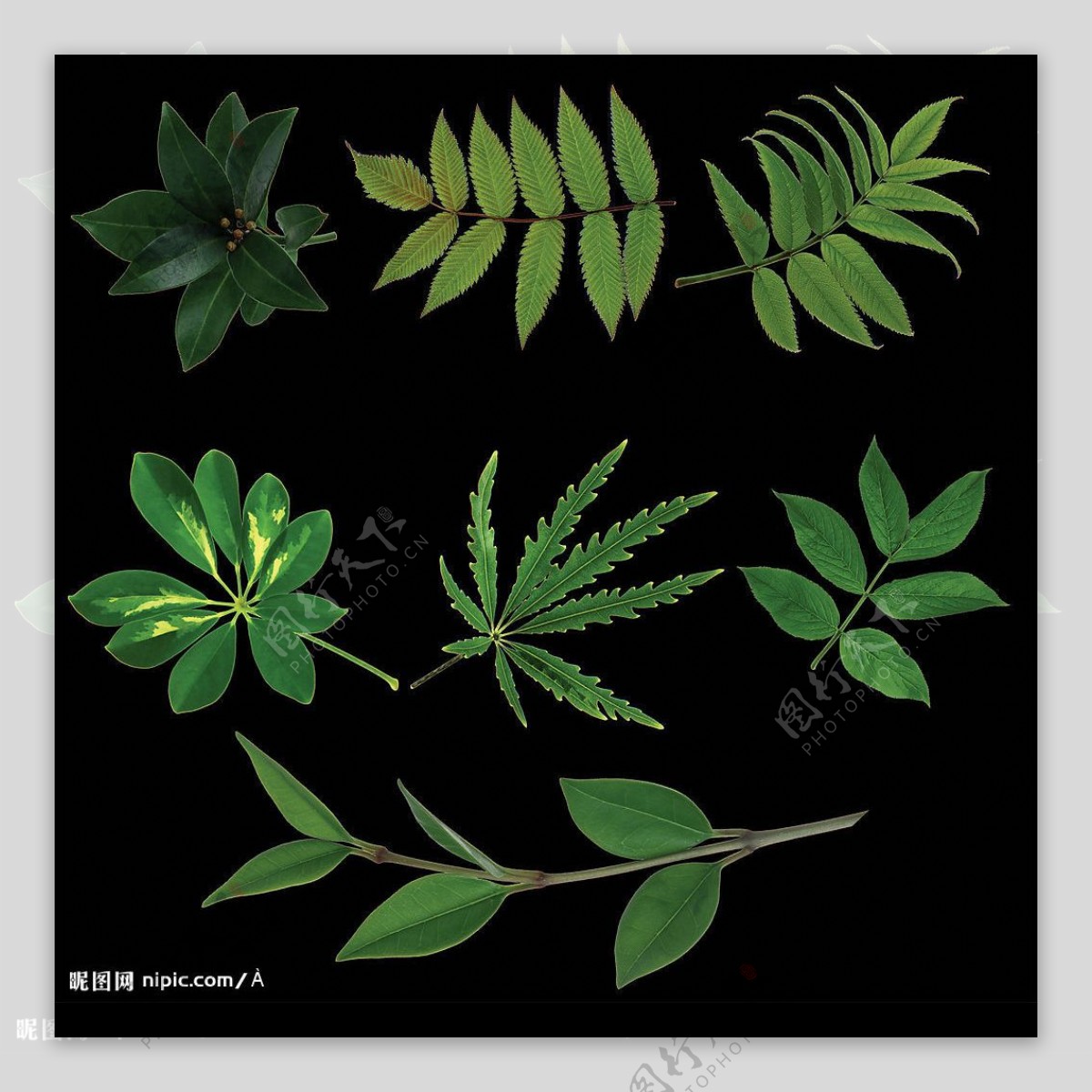 植物叶子分层图图片