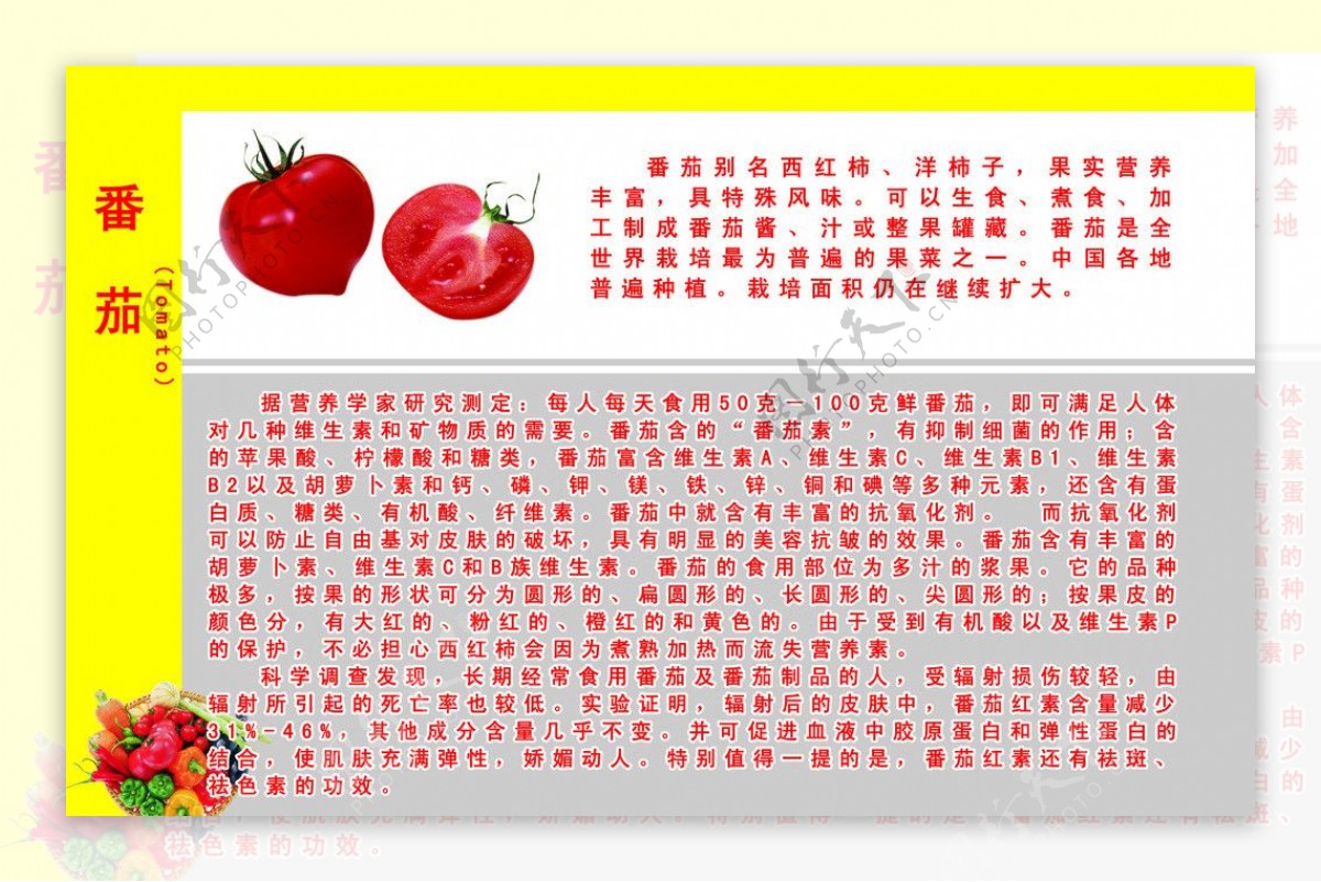 番茄简介海报图片
