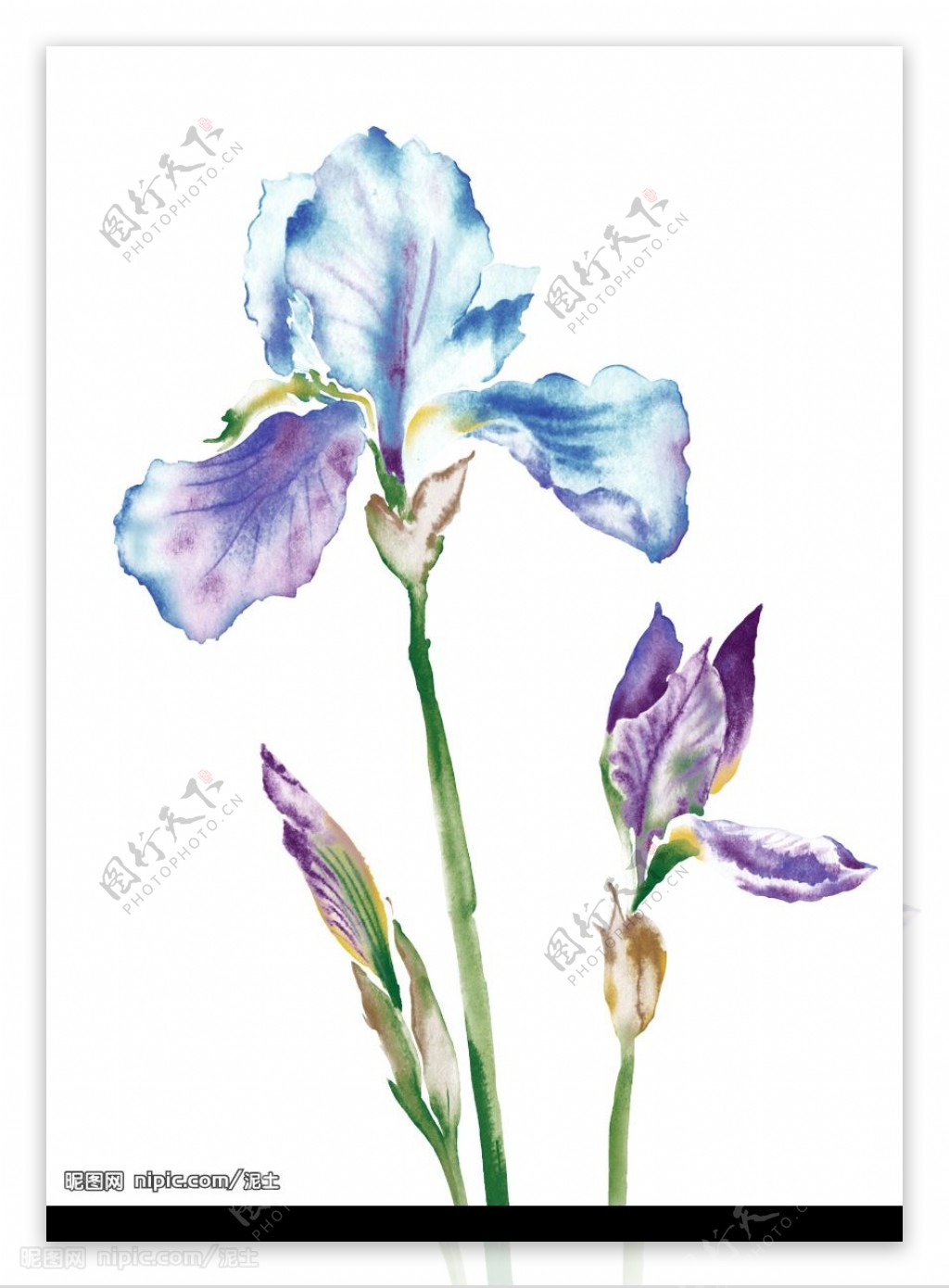 花卉PSD素材图片
