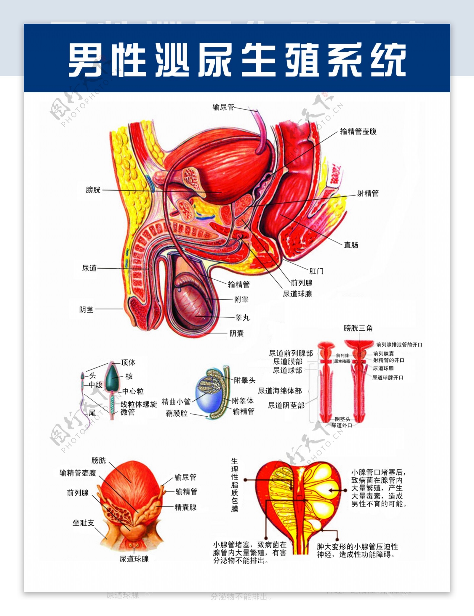 男女生殖系统解剖图图片素材-编号35323767-图行天下