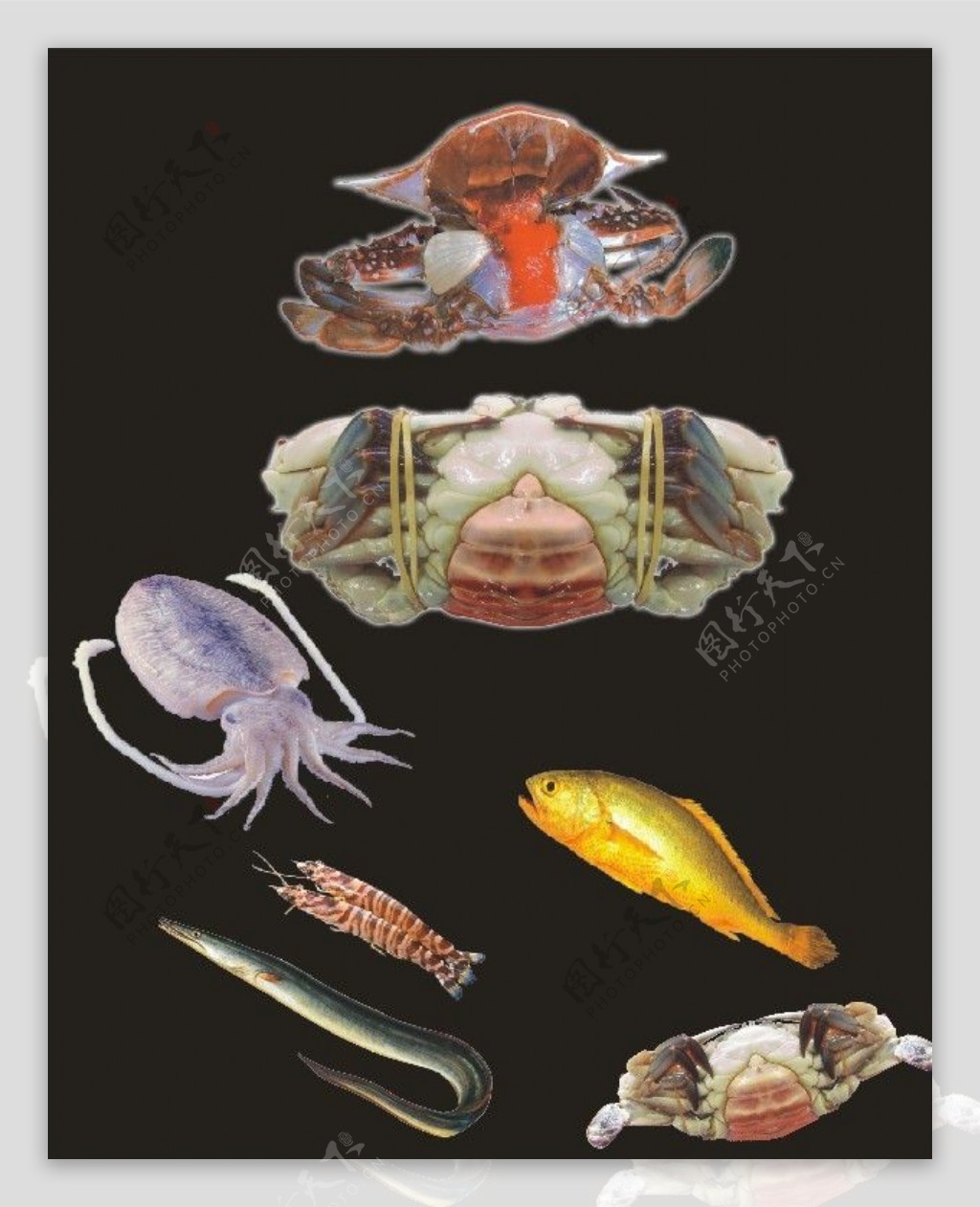 螃蟹黄鱼墨鱼鳗鱼海鲜图片