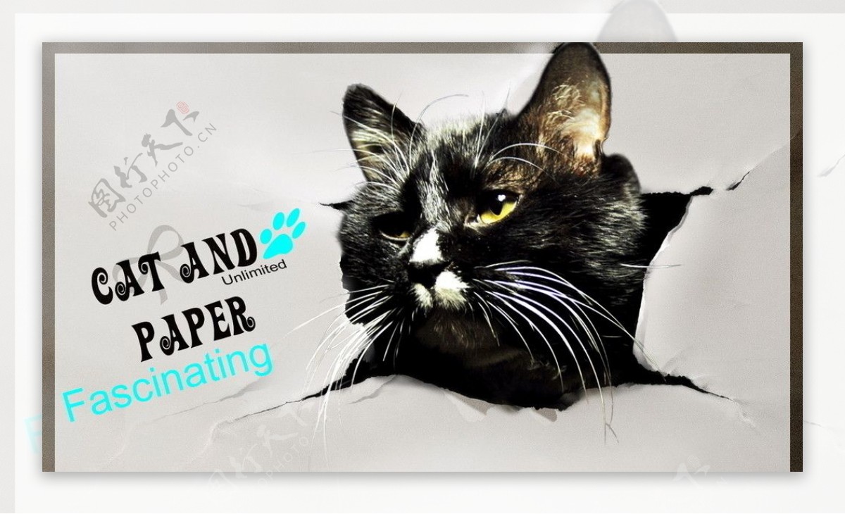 猫与纸图片