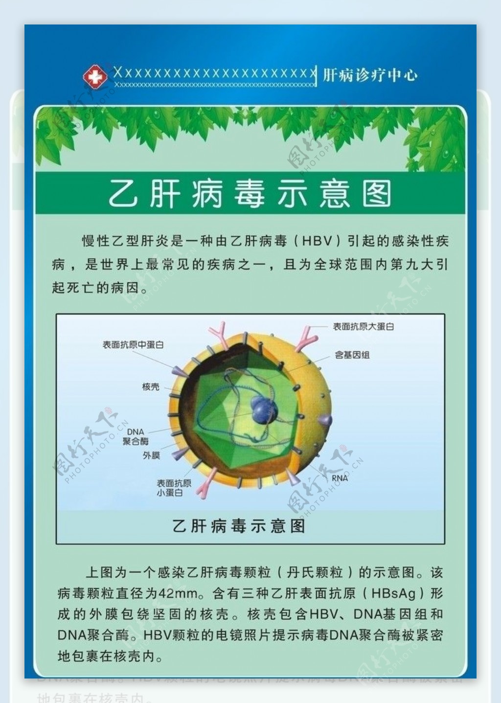 乙肝病毒示意图图片