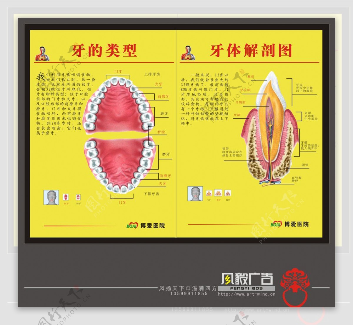 牙体结构图图片