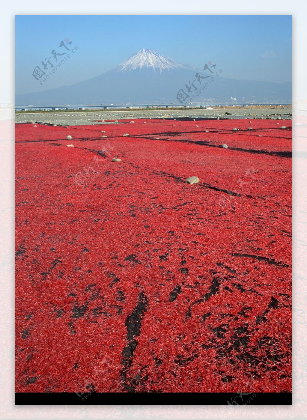 樱花与富士山0200