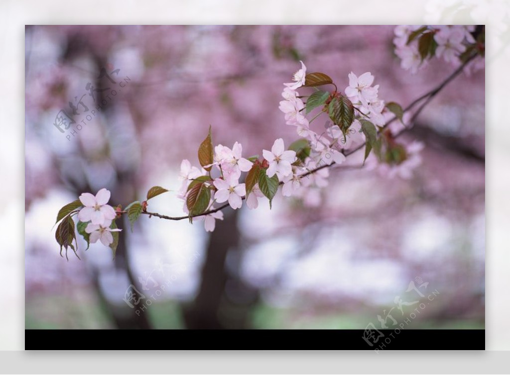 百花盛景0195