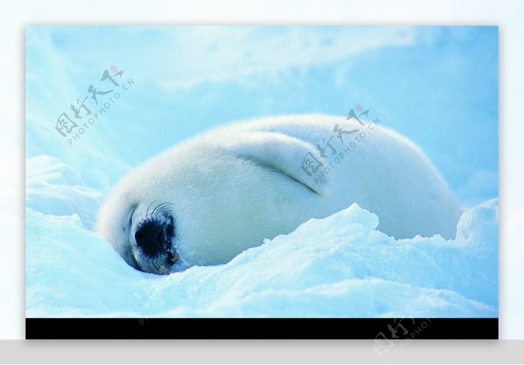 海狮冰雪熊0117