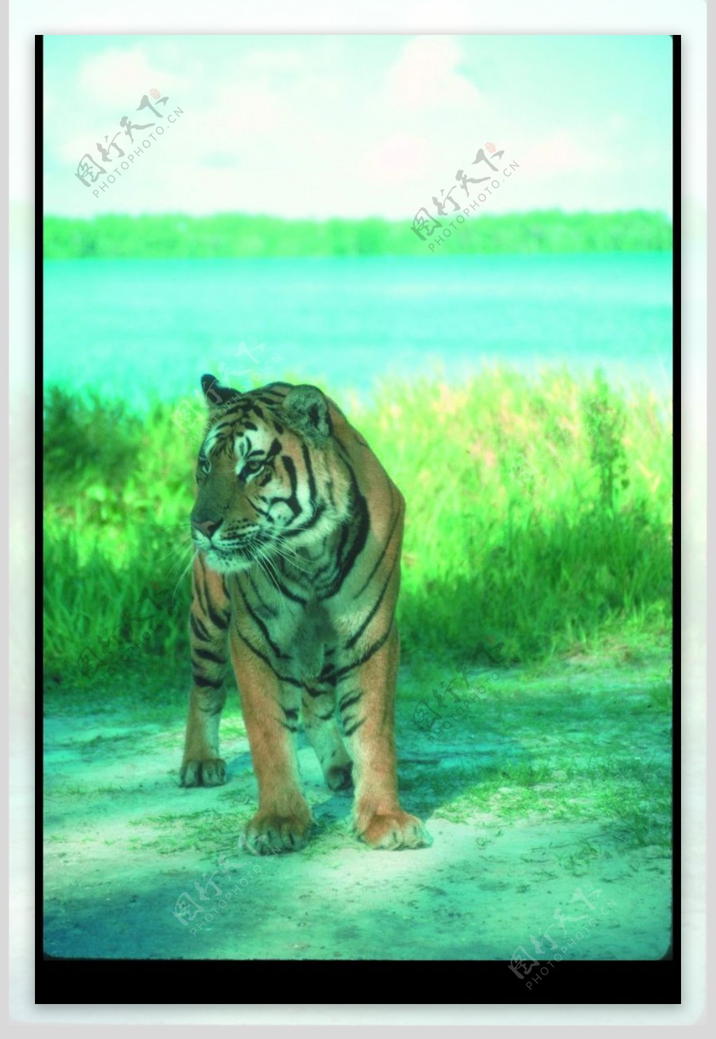 狮虎豹0686