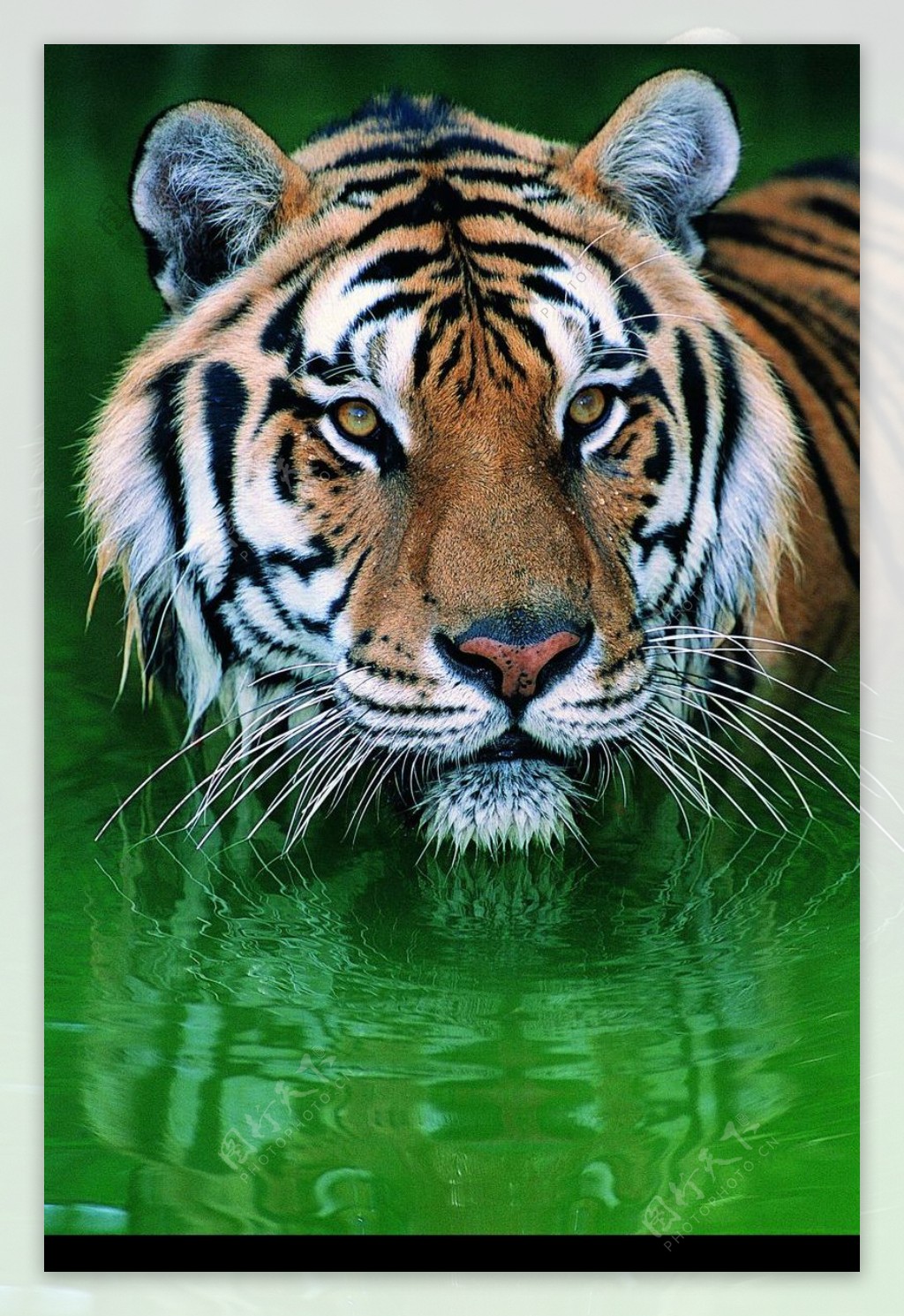 狮虎豹0703