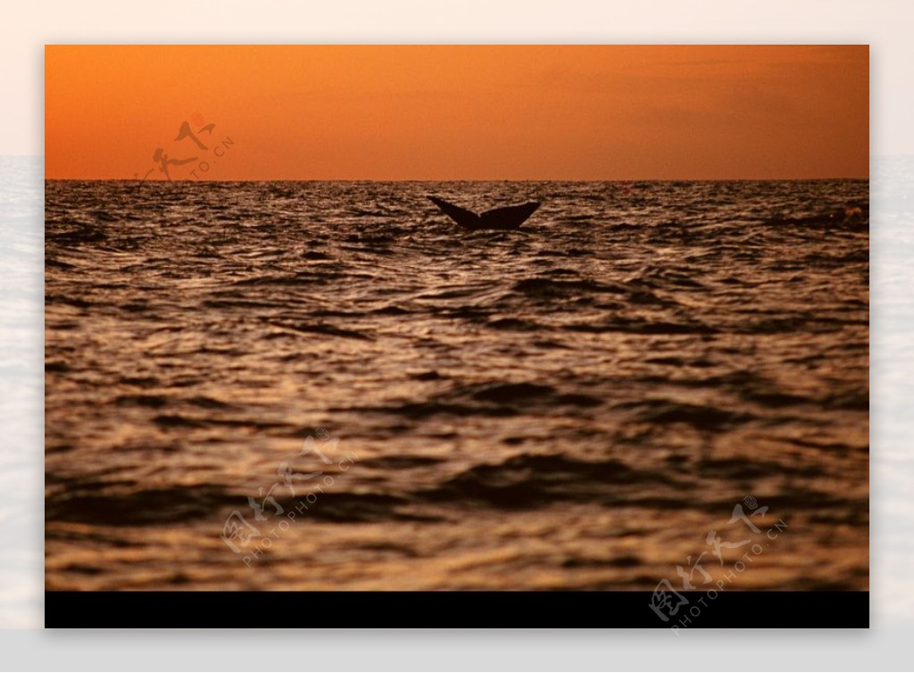 海豚鲸鱼企鹅0195