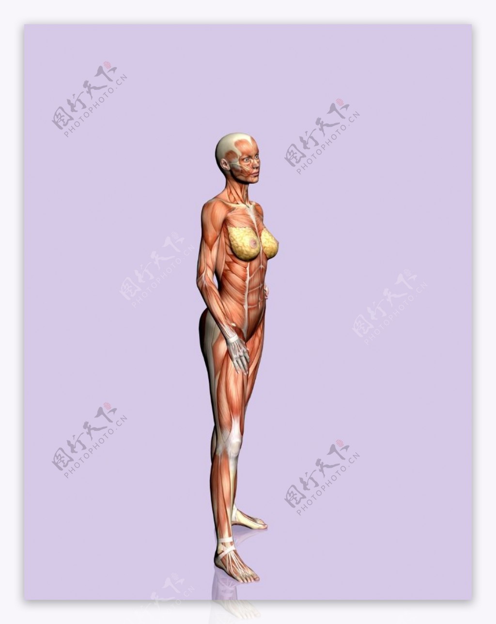 肌肉人体模型0126