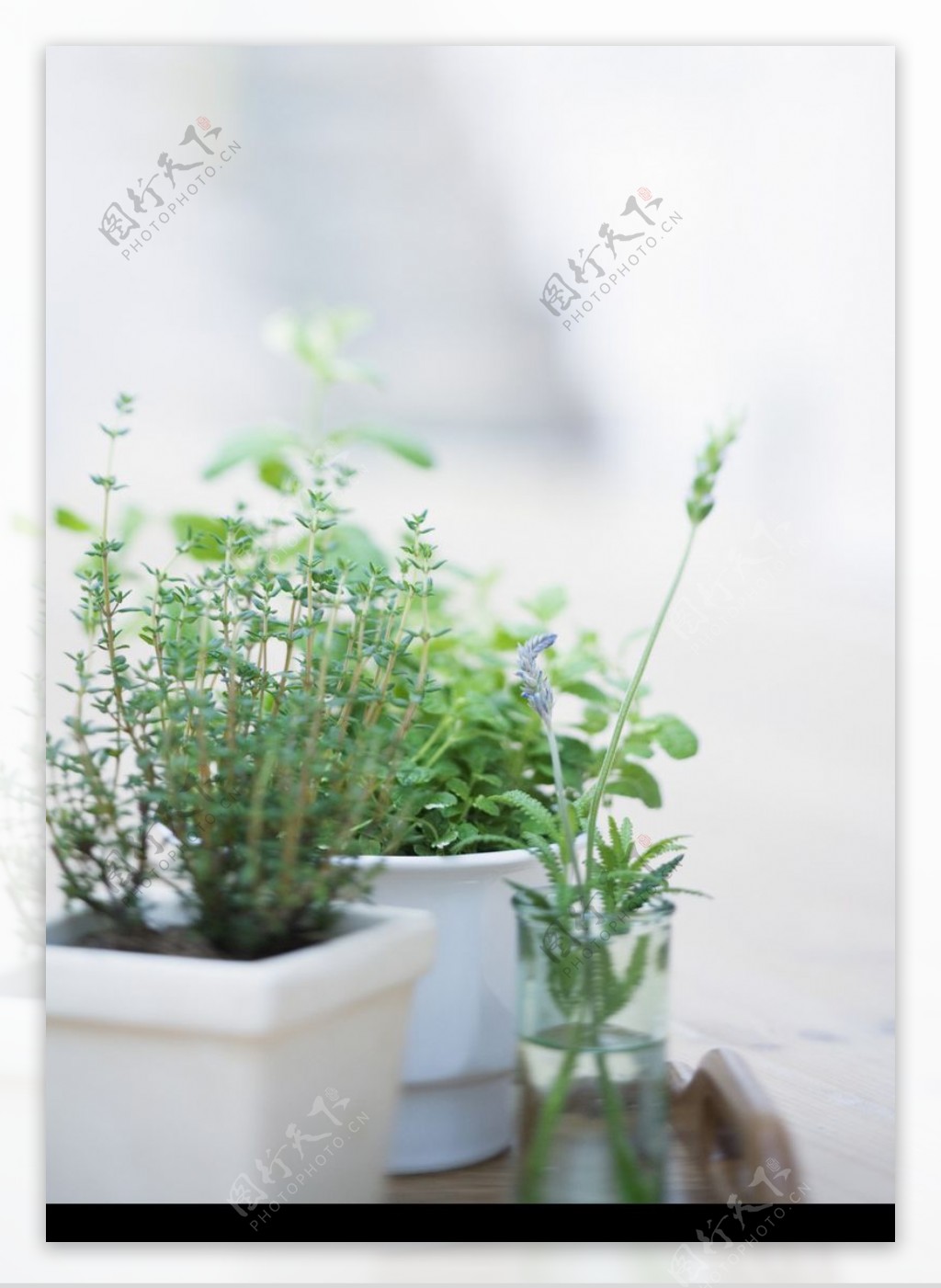植物与空间0185