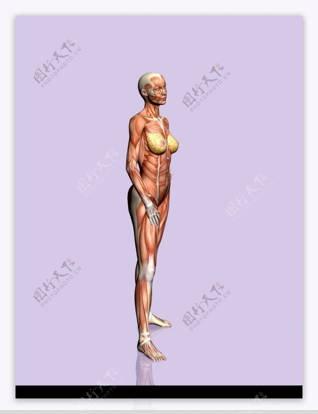 肌肉人体模型0035