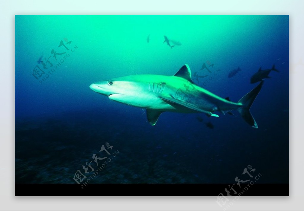 鲸鱼鲨鱼海豚0035