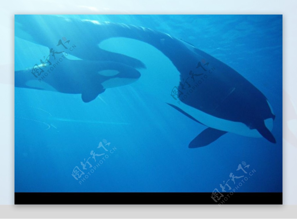 鲸鱼鲨鱼海豚0042