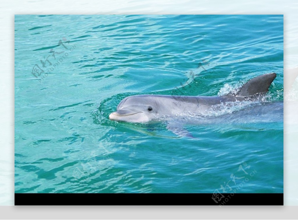 鲸鱼鲨鱼海豚0051
