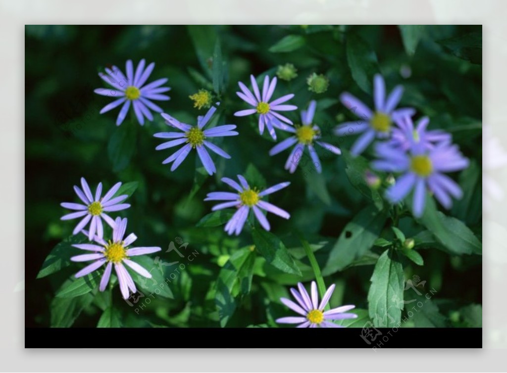 鲜花遍野0215