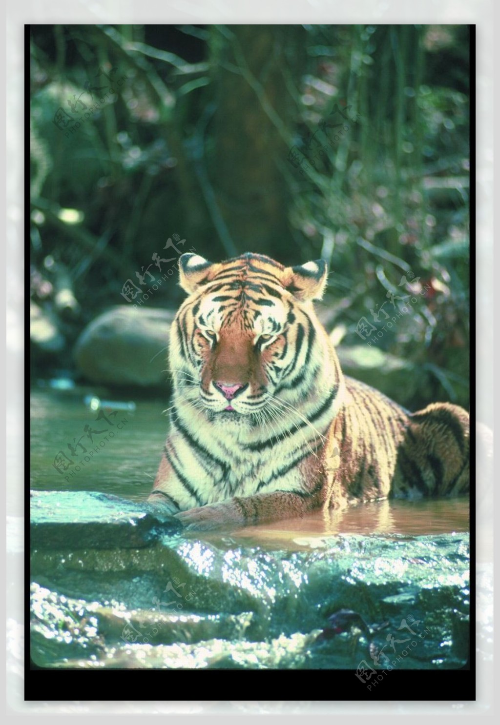狮虎豹0213