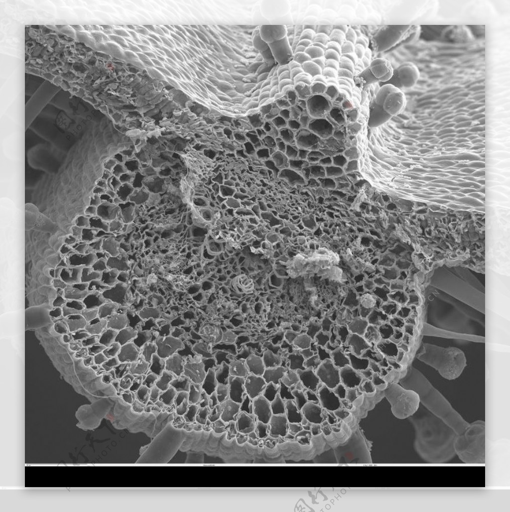 昆虫显微镜图片0082