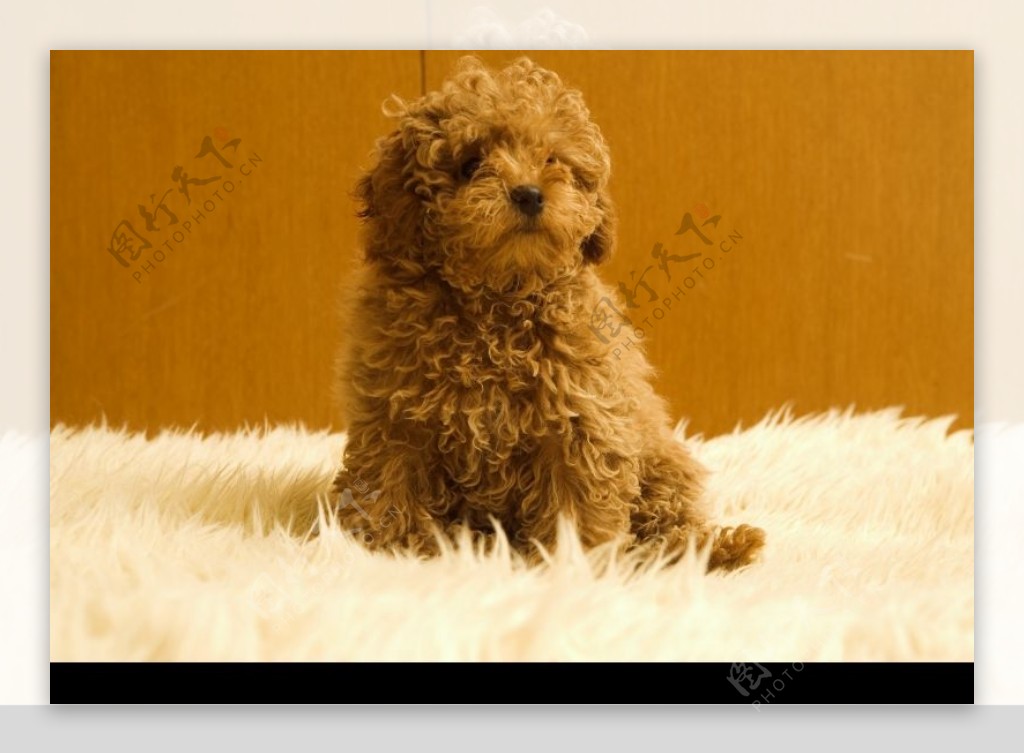 宠物狗0090图片素材-编号20293140-图行天下