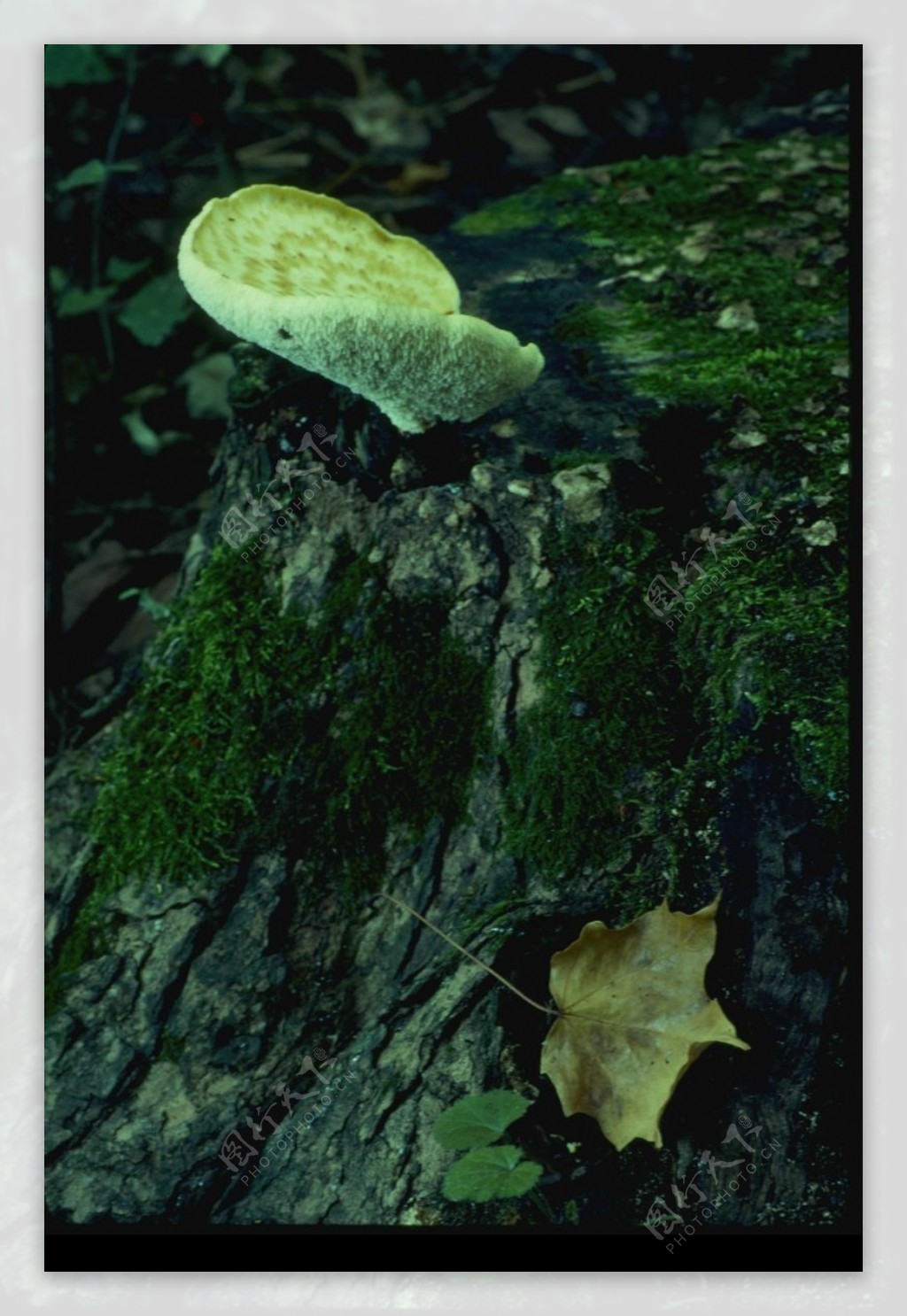 野生蘑菇0094